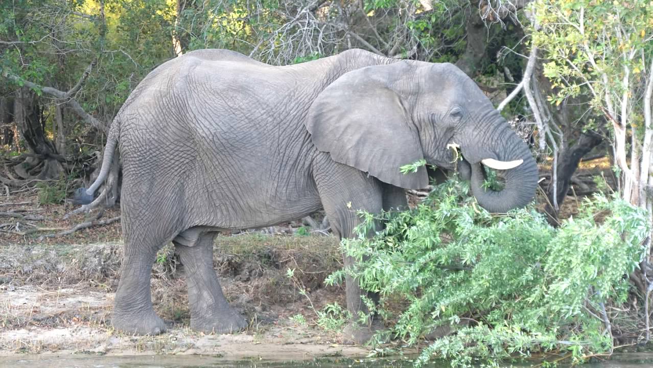 Elephant grazing