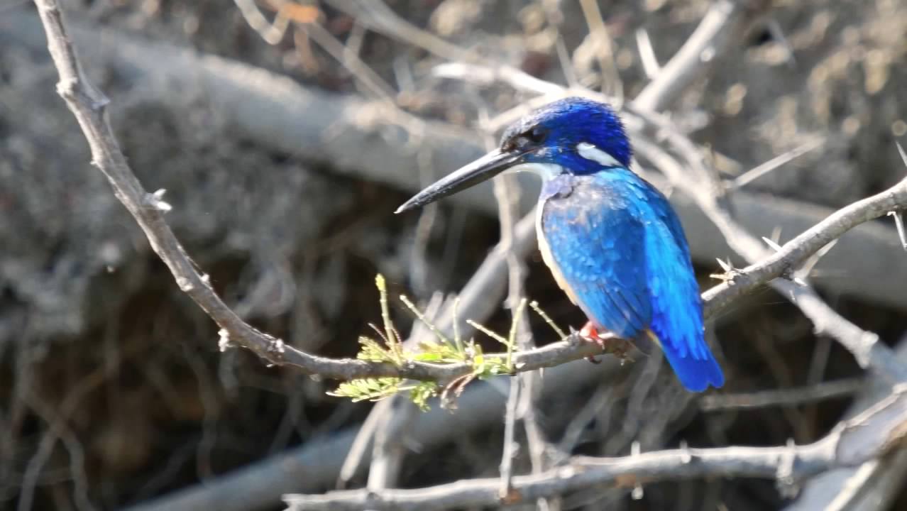 Half-collared Kingfisher