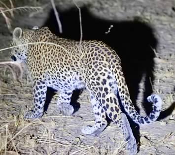 Leopard walking