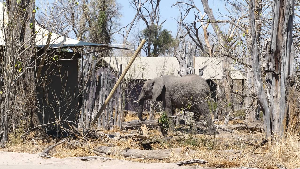 Elephant walking through camp