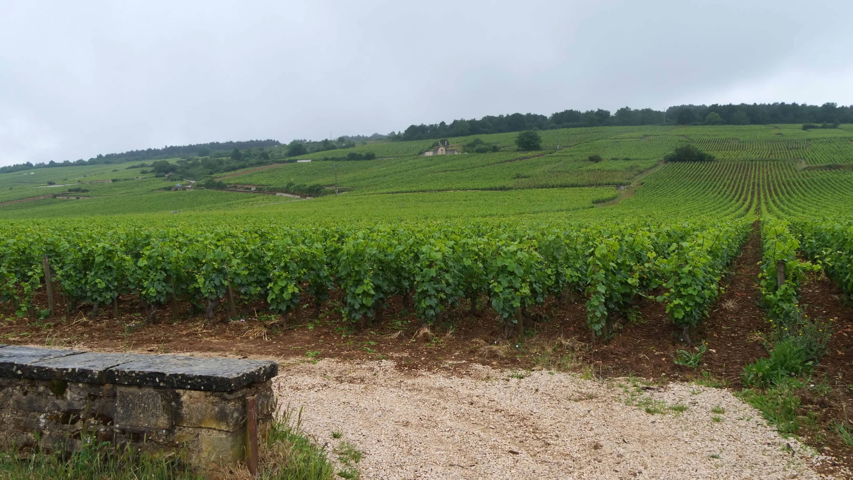 La Romane-Conti