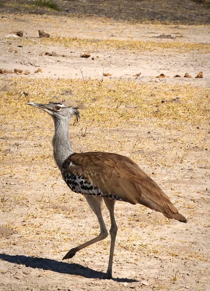 Kori bustard