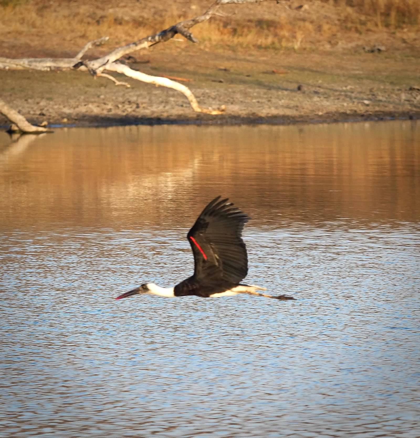 Woolly-necked stork