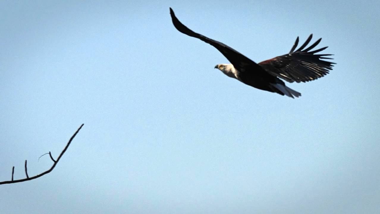 African Fish Eagle