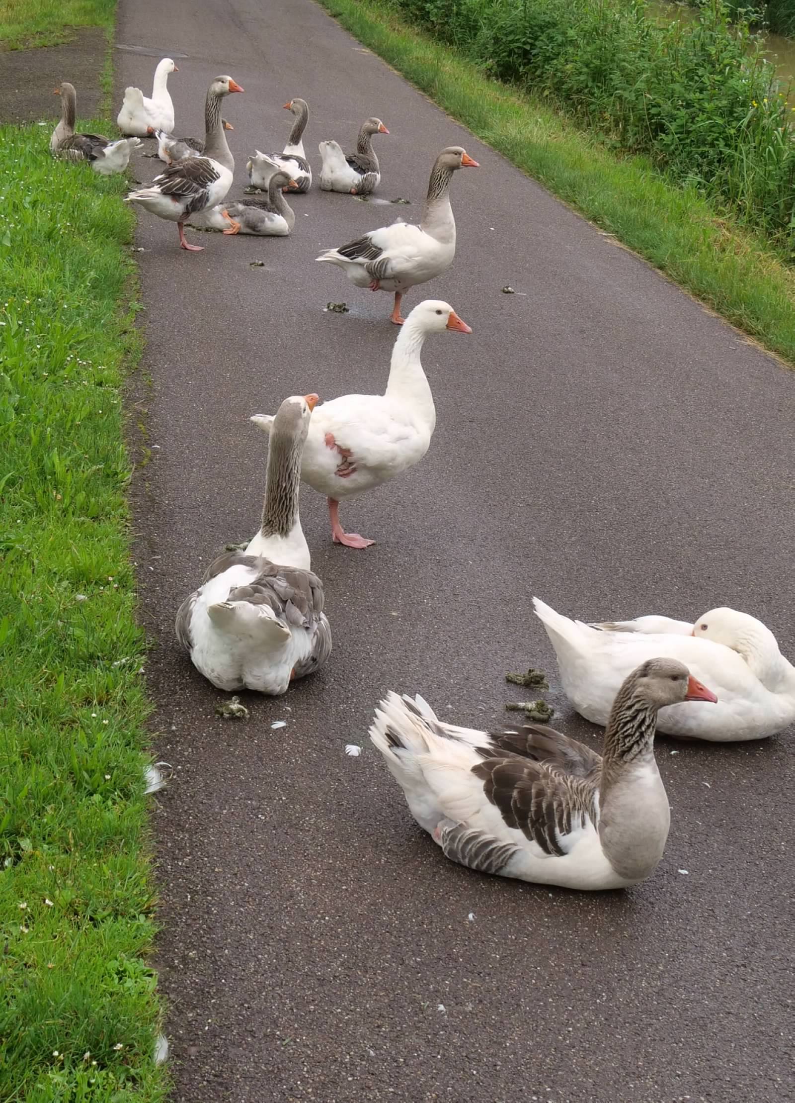 Geese