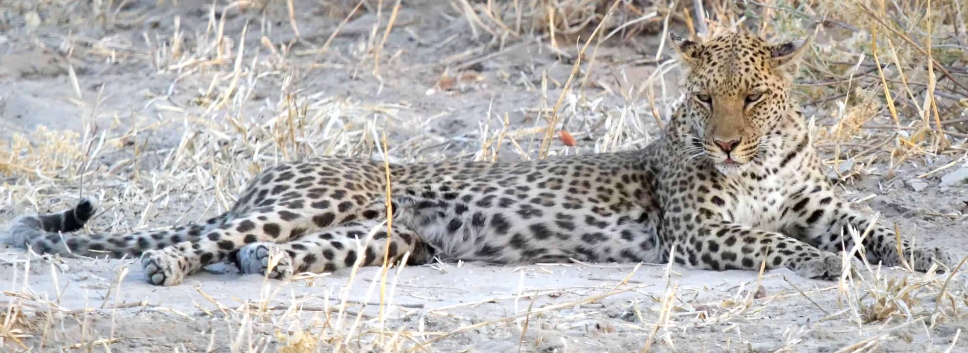 Female leopard