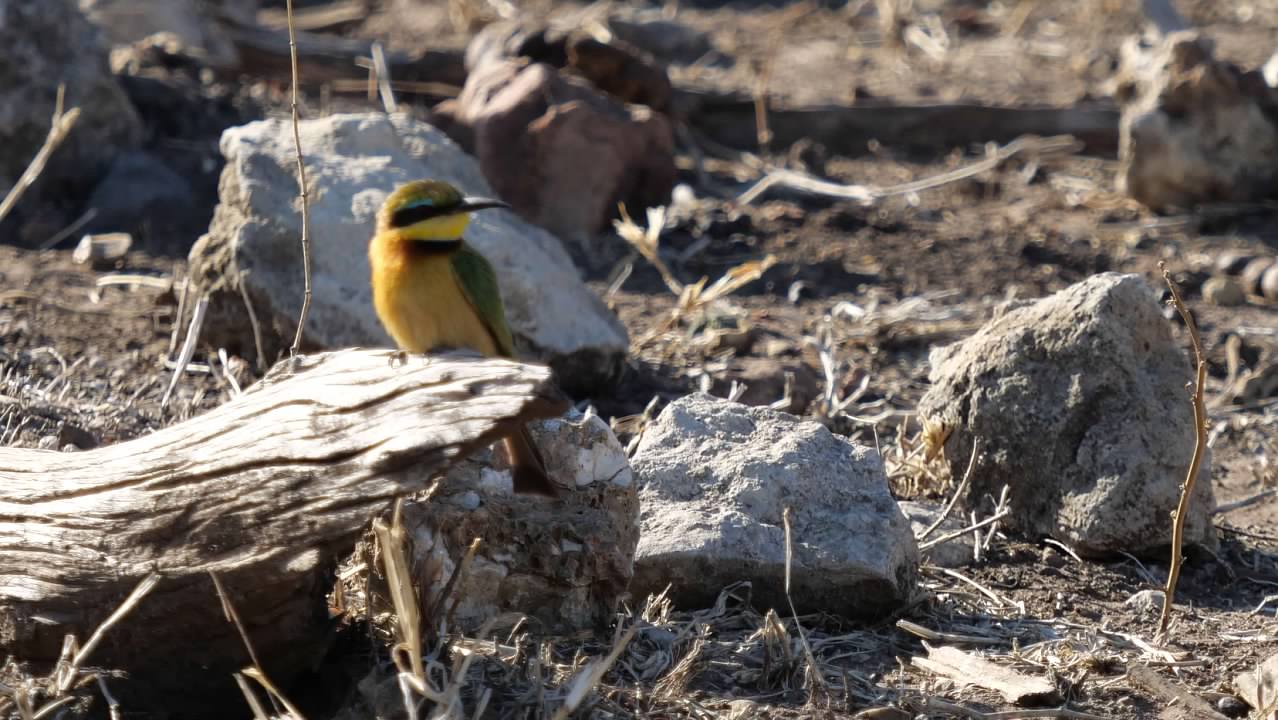 Little Bee-eater