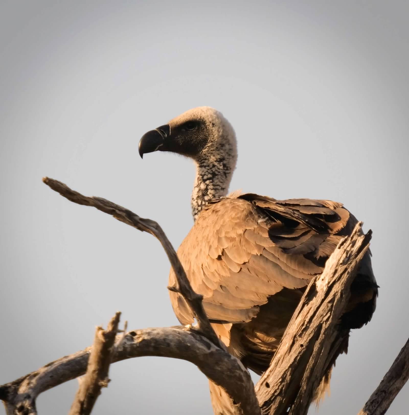 Vulture