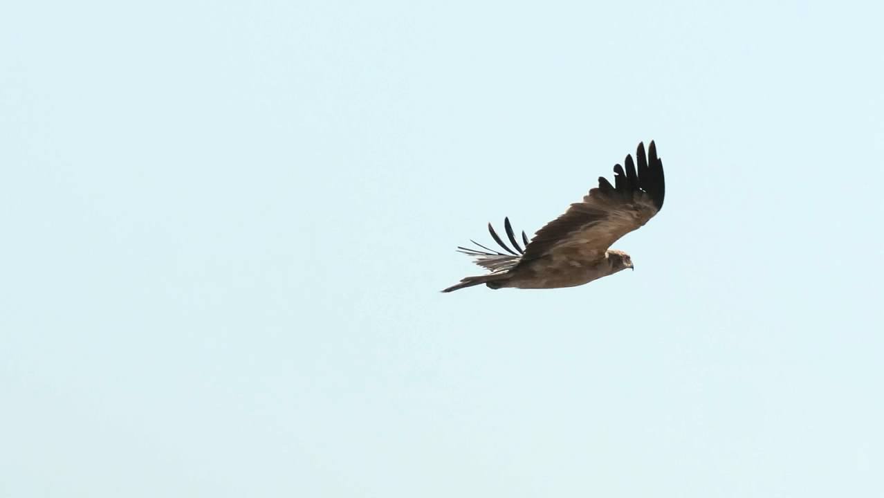Tawny Eagle