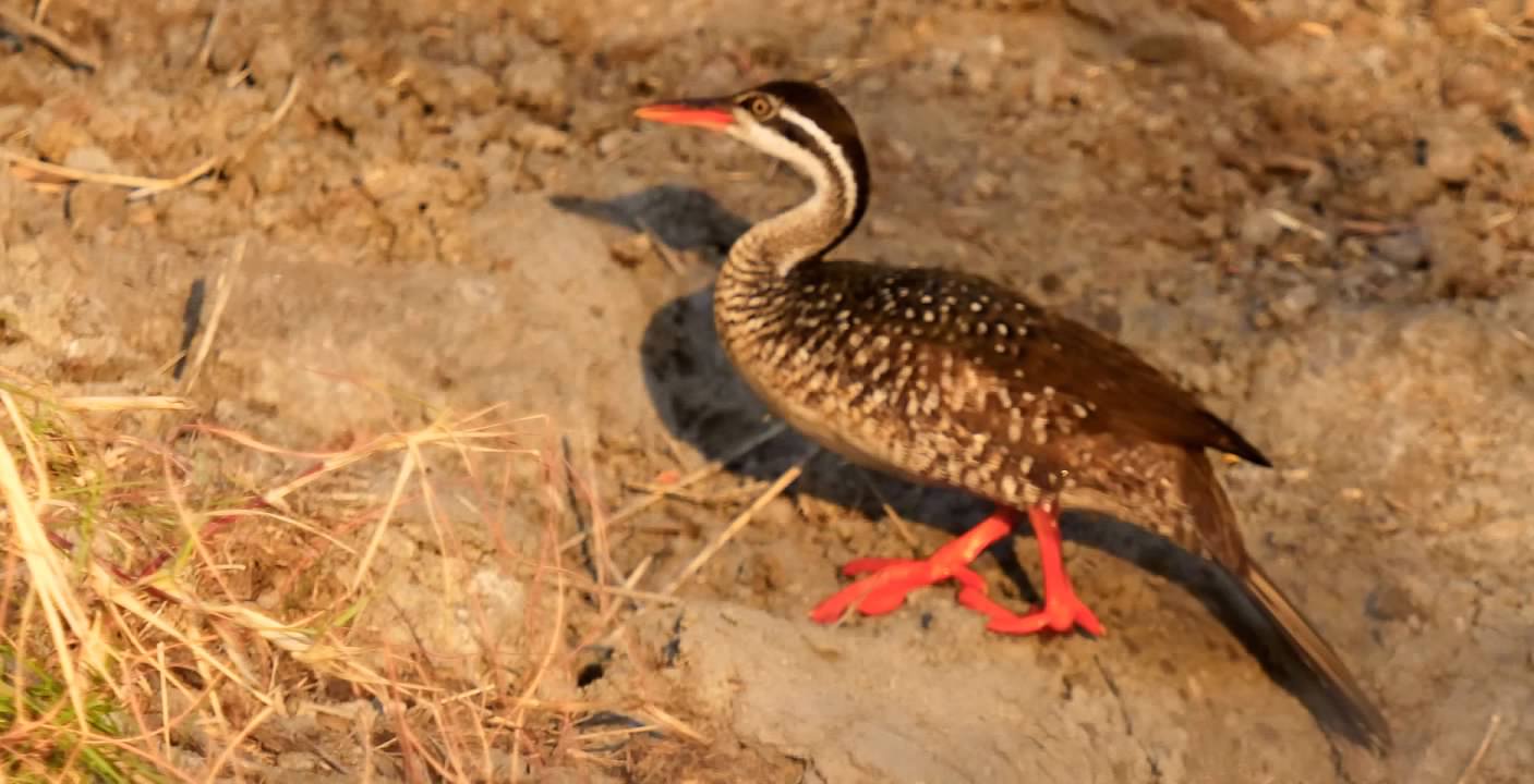 African Finfoot