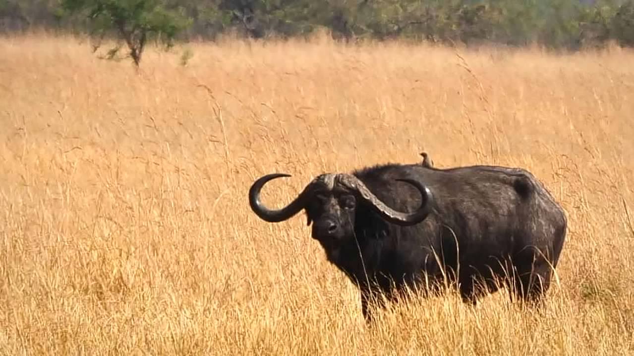 Cape Buffalo
