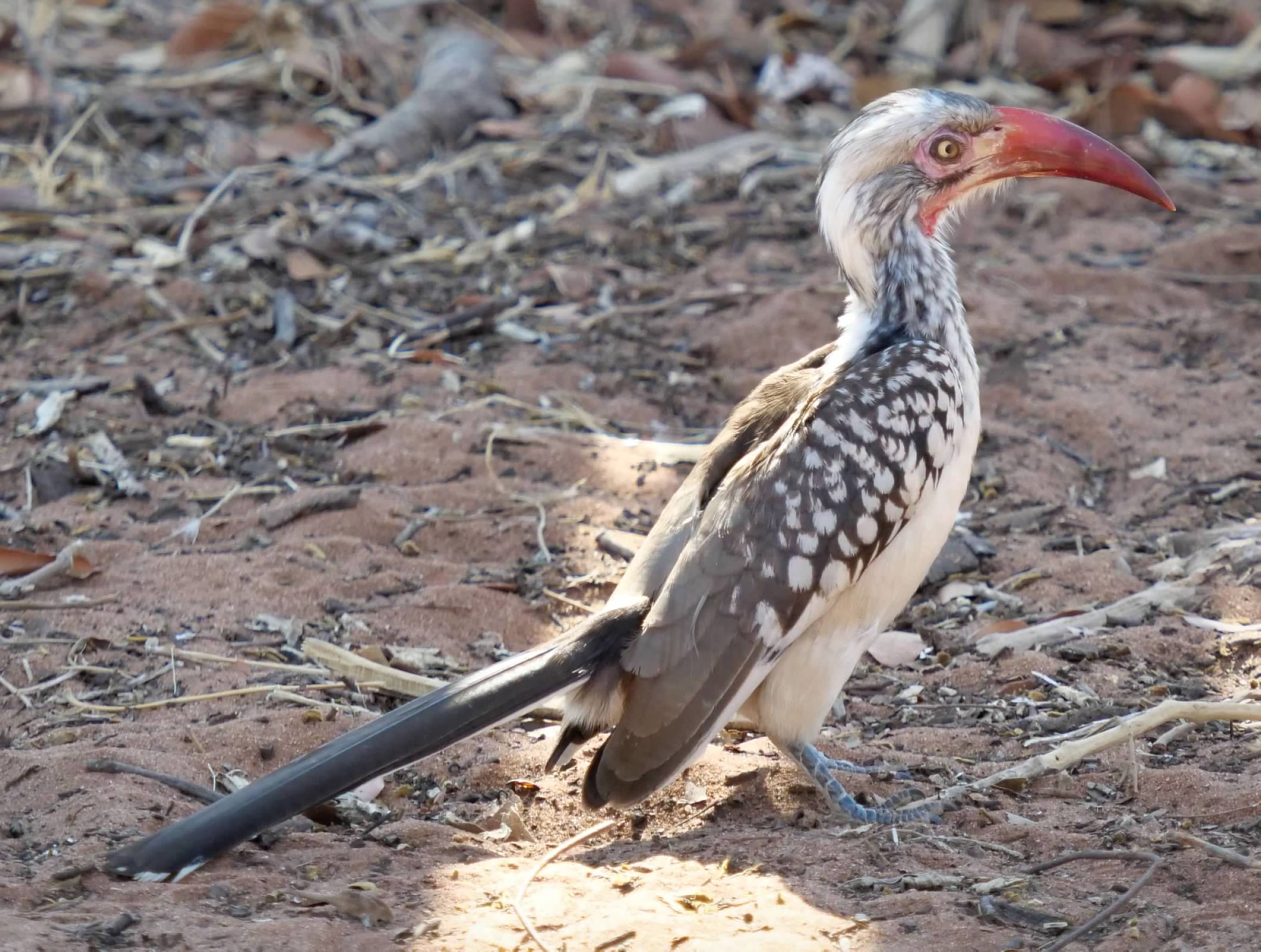 Red-billed Hornbill
