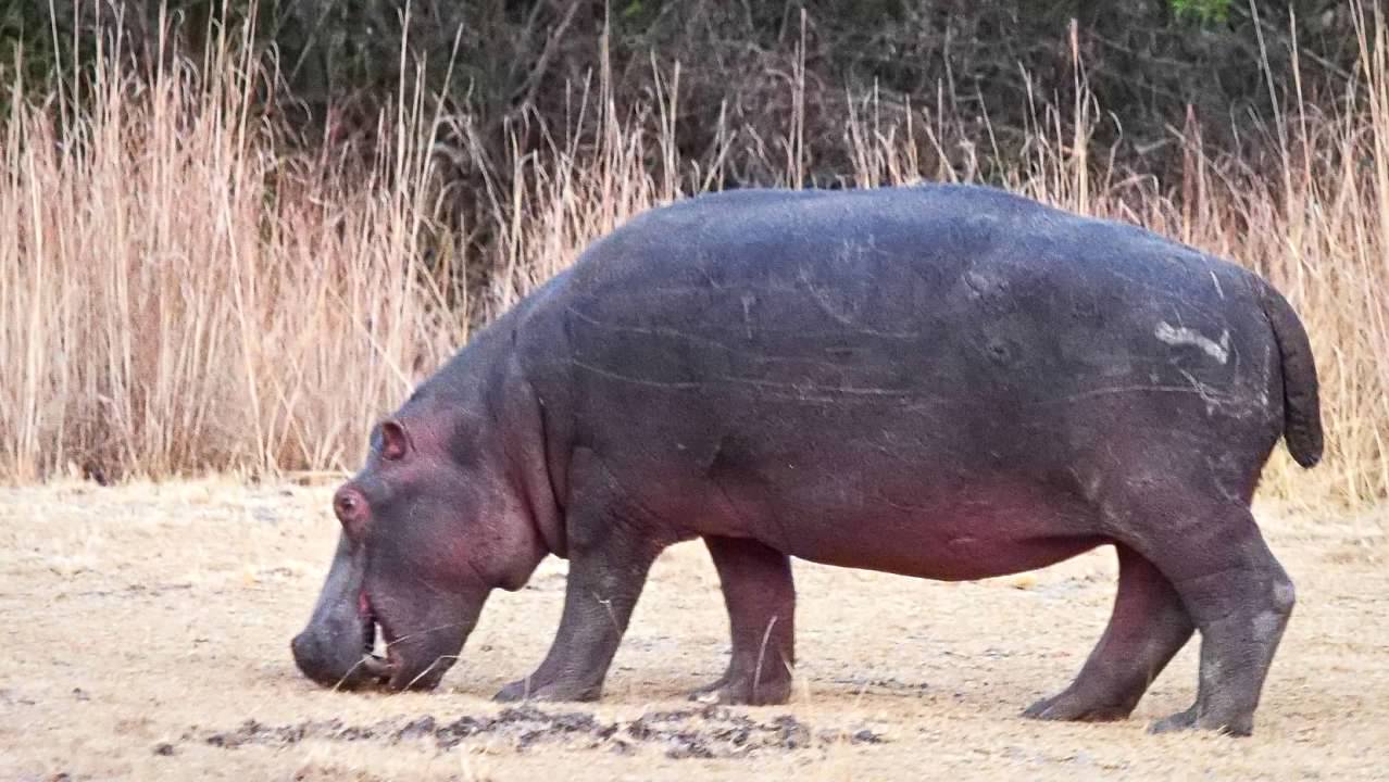 Hippo