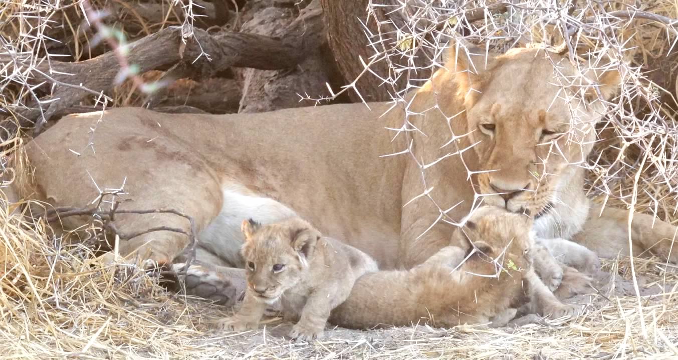 Lioness with newborns