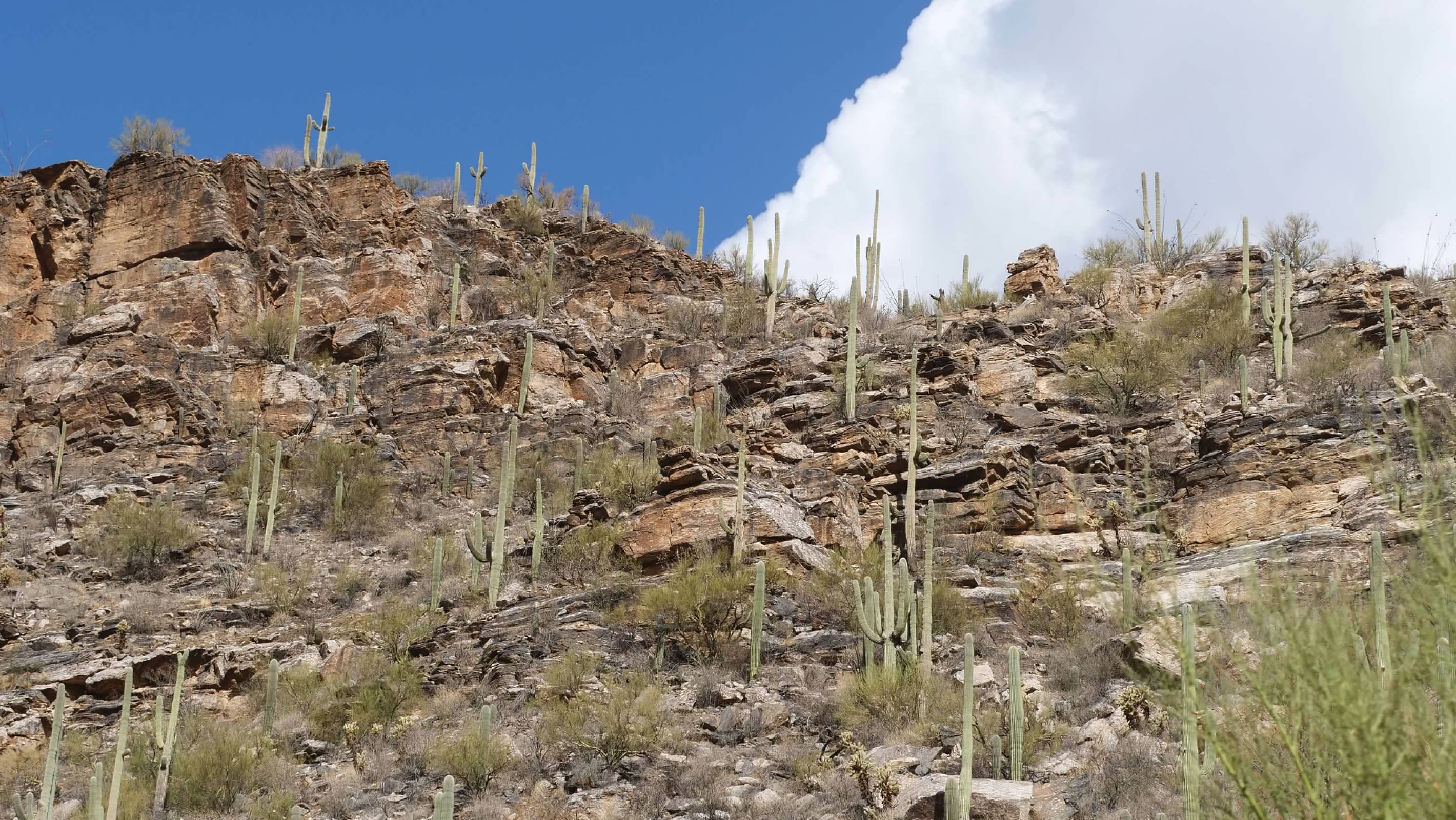 Saguaro at Sabino Canyon