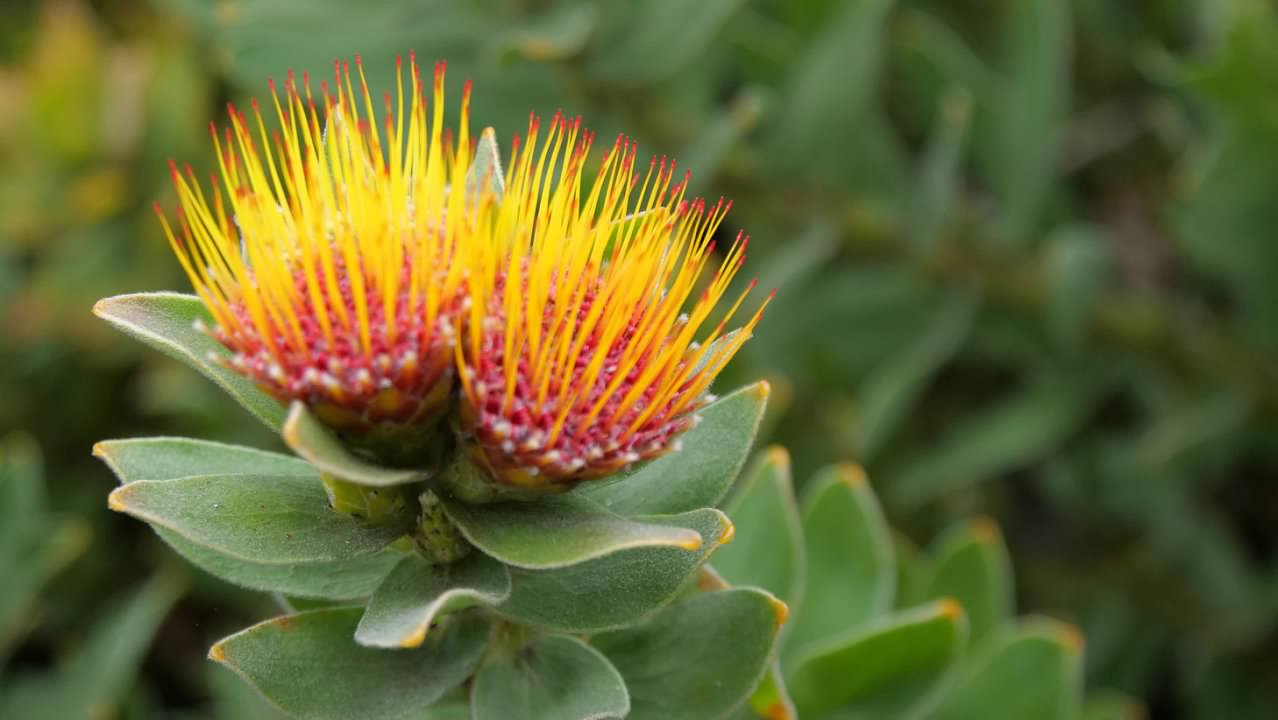 Kirstenbosch National Botanical Gardens