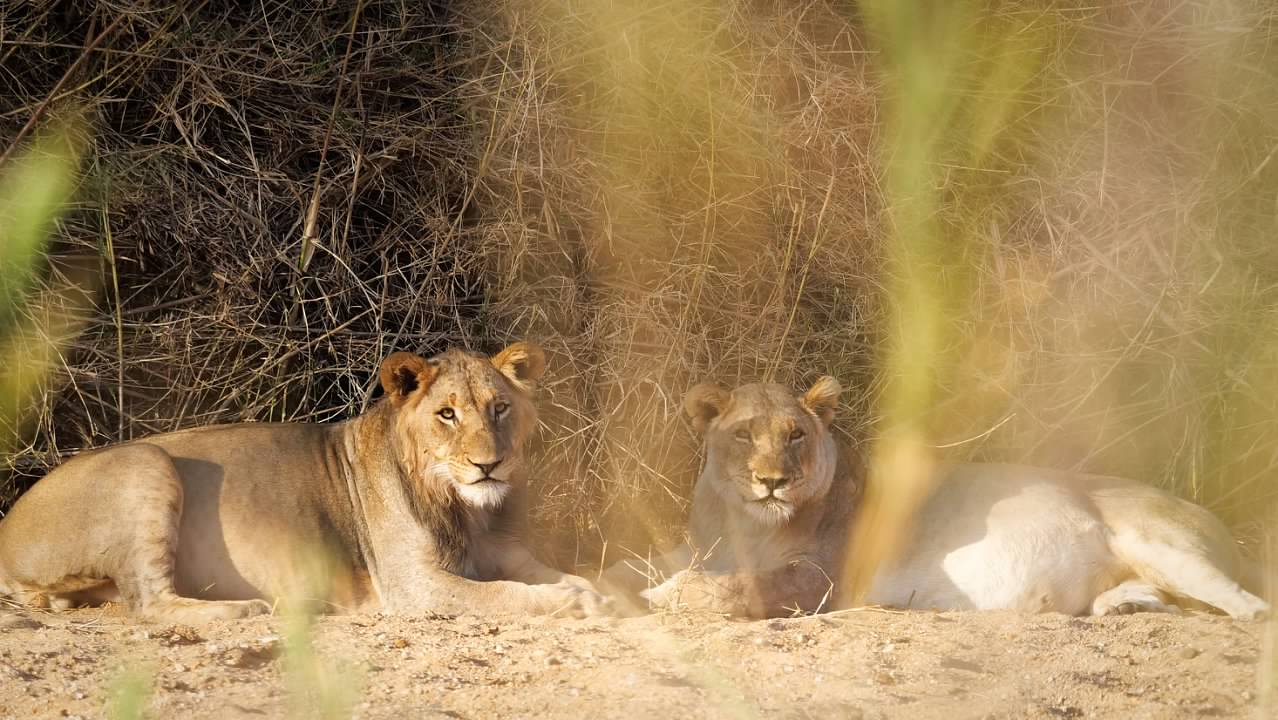 Lions watching us